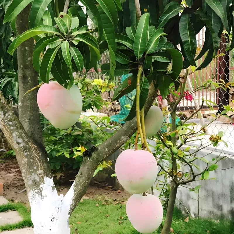 Xoài Úc - Ảnh 5
