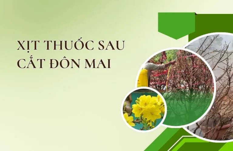 Cách xịt thuốc sau cắt đôn mai giúp đọt ra đều, ít bệnh