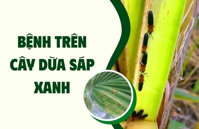 Bệnh Trên Cây Dừa Sáp Xanh Cấy Mô