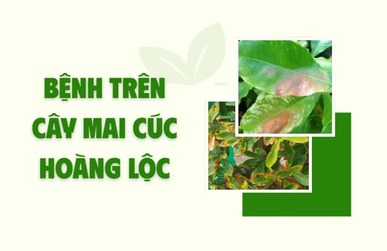 Tổng hợp bệnh trên cây mai cúc hoàng lộc và cách trị nhanh
