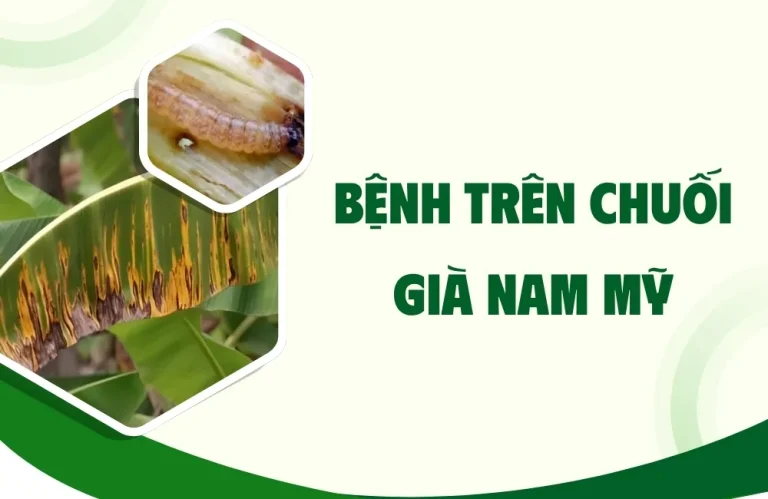 Bệnh trên chuối già Nam Mỹ thường gặp và cách xử lý nhanh