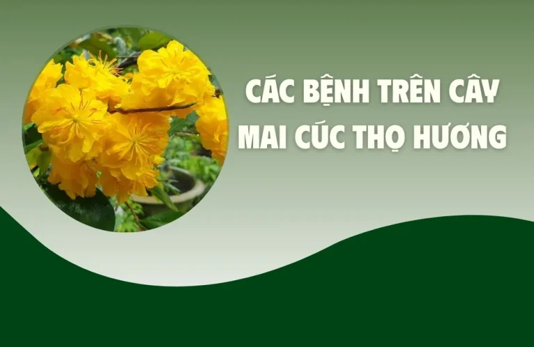 Các Bệnh Trên Cây Mai Cúc Thọ Hương Và Cách Trị Dứt Điểm
