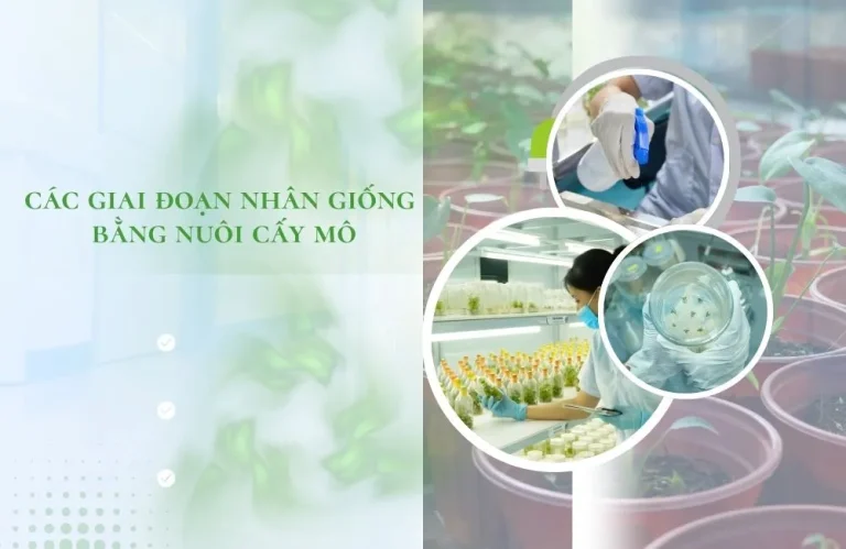 Tìm hiểu các giai đoạn nhân giống bằng nuôi cấy mô tại ViGen