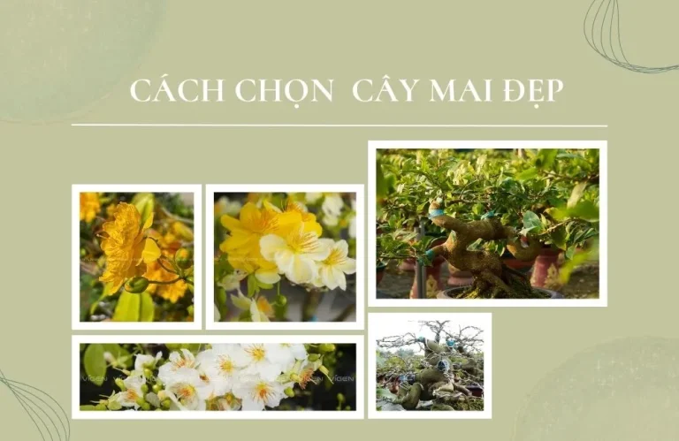 Cách chọn cây mai đẹp: 5 yếu tố được người chơi mai lâu năm chỉ điểm