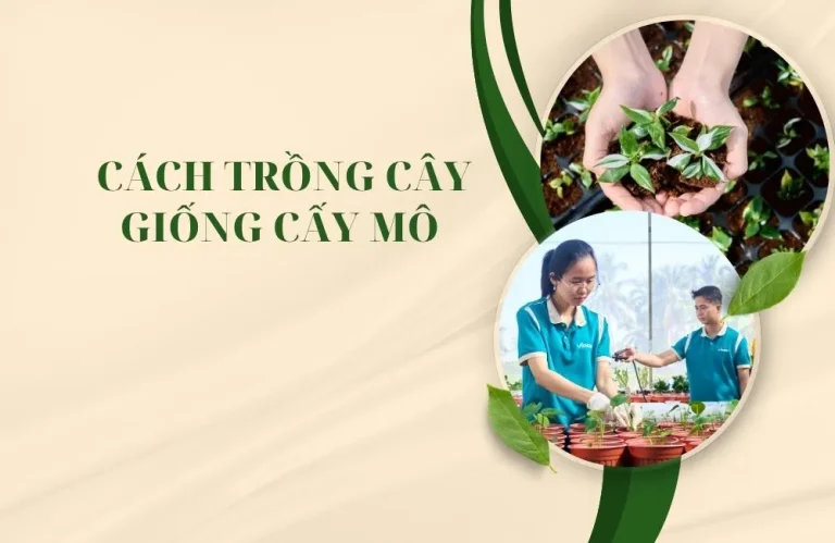 Cách trồng cây giống cấy mô giúp cây phát triển khỏe