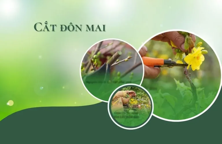 Kỹ thuật cắt đôn mai sau tết từ A-Z