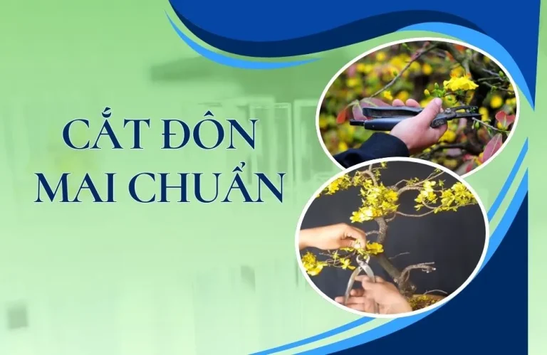 Khi nào cắt đôn mai chuẩn để cây ra chồi đẹp