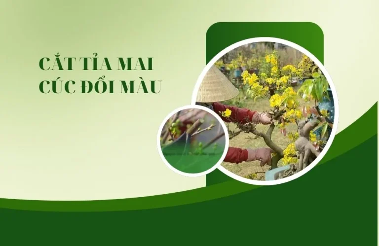 Kỹ thuật cắt tỉa mai cúc đổi màu đúng cách