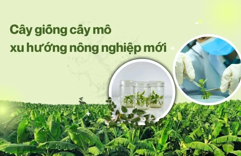 Cây giống cấy mô xu hướng nông nghiệp mới