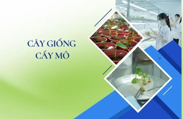 Cây giống cấy mô và những điều người trồng cây cần biết