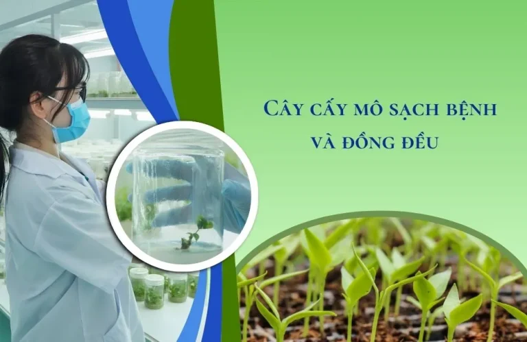 Cây giống cấy mô sạch bệnh và đồng đều nhờ đâu?