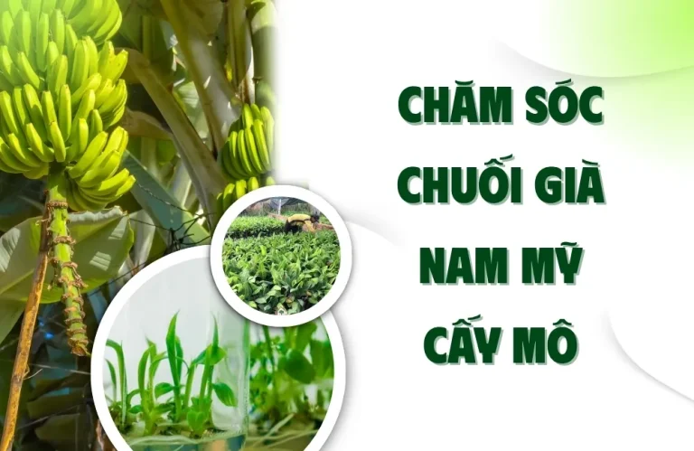 Quy trình chăm sóc chuối già Nam Mỹ cấy mô chi tiết nhất
