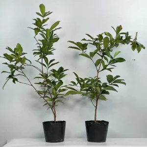 Cây giống cherry tại ViGen