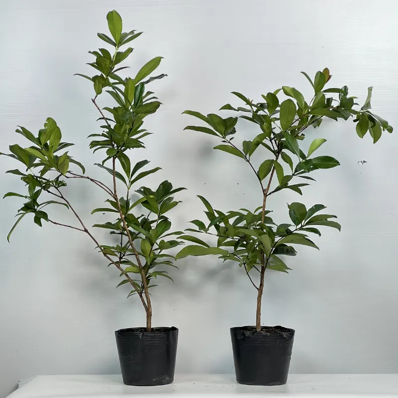 Cây Cherry