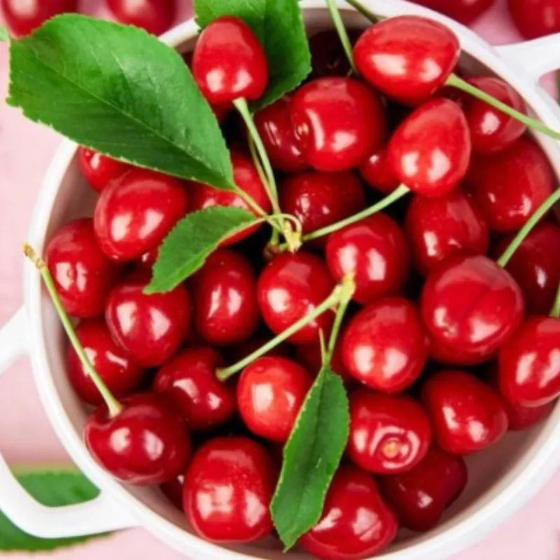 Cây giống Cherry tại ViGen