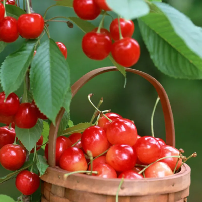 Cây giống Cherry tại ViGen