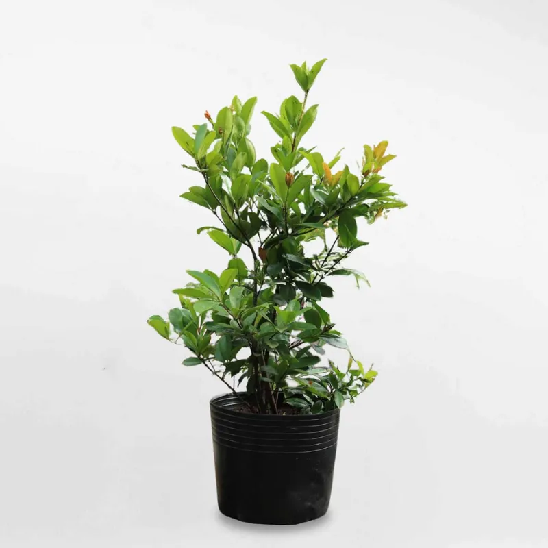 Cây giống Cherry tại ViGen