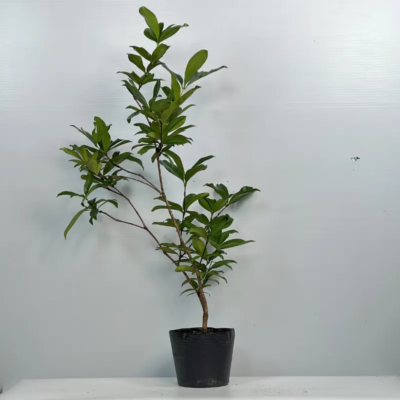 Cây giống Cherry tại ViGen