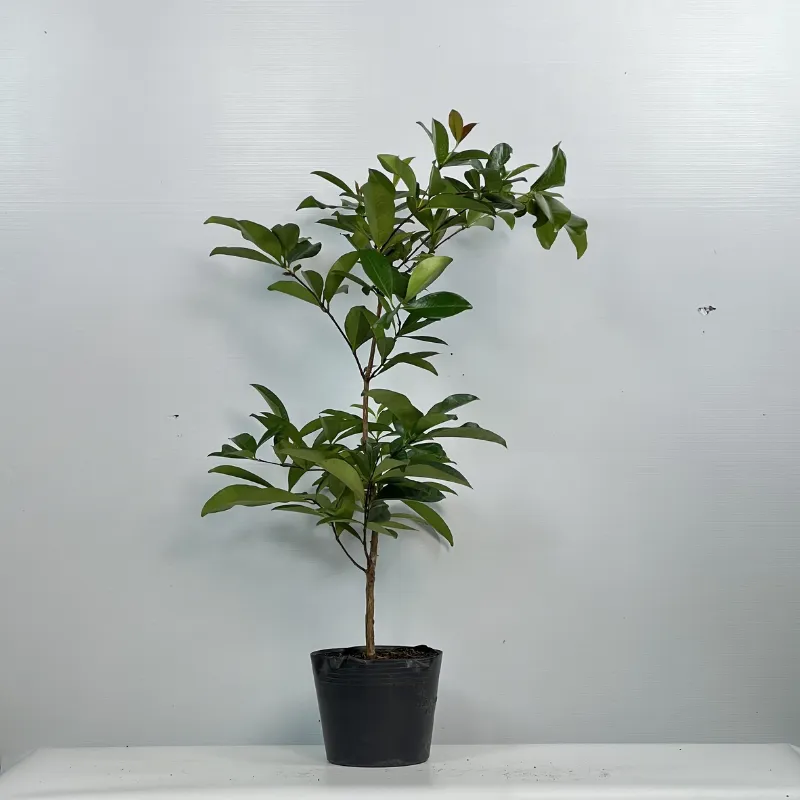 Cây Cherry