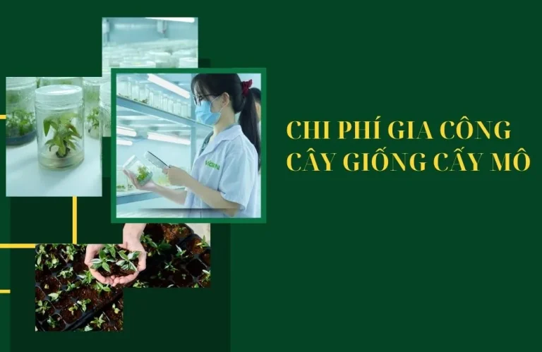 Chi phí gia công cây giống cấy mô và những điều cần biết