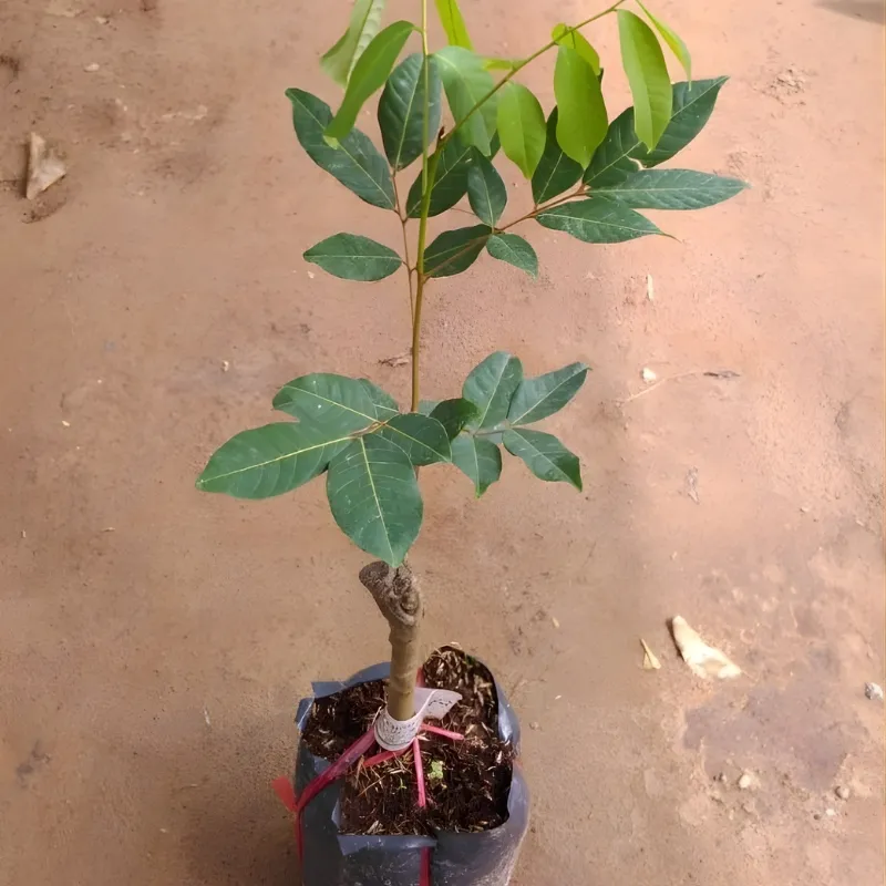Chôm Chôm Đường
