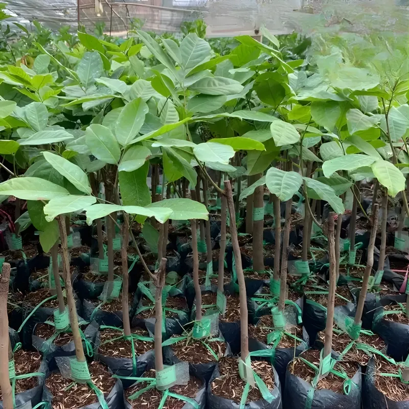 Chôm Chôm Đường - Ảnh 3