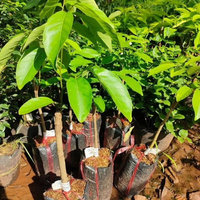 chôm chôm đường