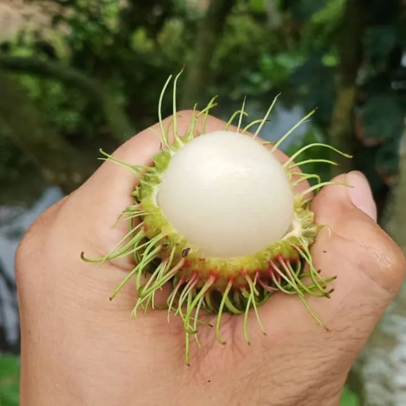Chôm Chôm Đường - Ảnh 6