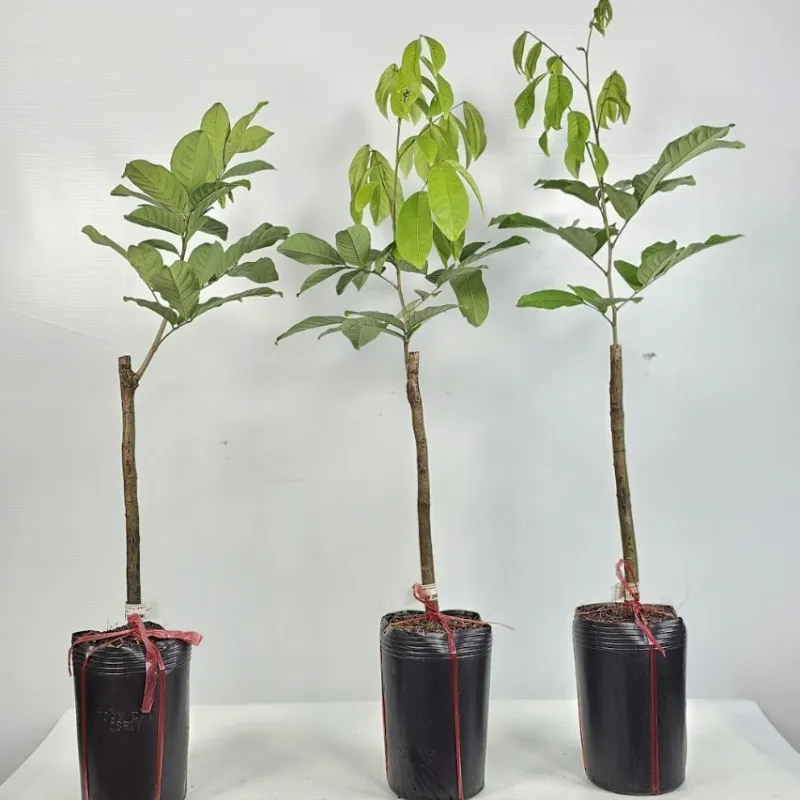 Chôm Chôm Tiến Cường