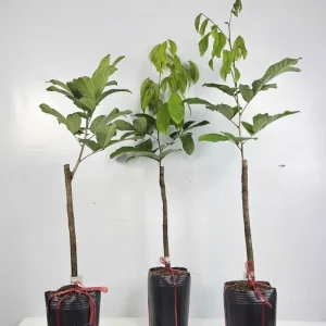 Chôm chôm Tiến Cường