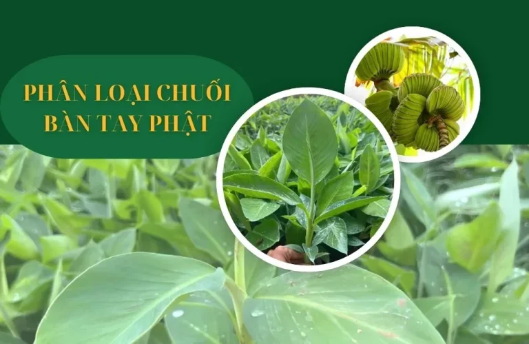 Cách phân loại chuối bàn tay phật cấy mô dễ hiểu
