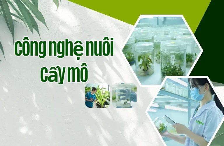 Công nghệ nuôi cấy mô được ứng dụng như thế nào trong thực tế?