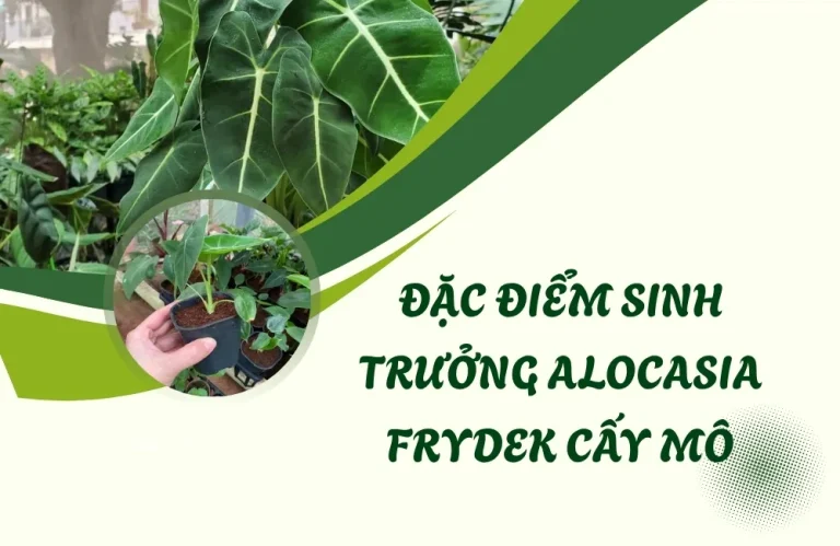 Đặc điểm sinh trưởng Alocasia Frydek cấy mô mới nhất