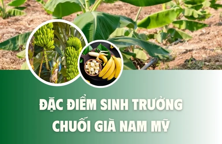 Đặc Điểm Sinh Trưởng Chuối Già Nam Mỹ