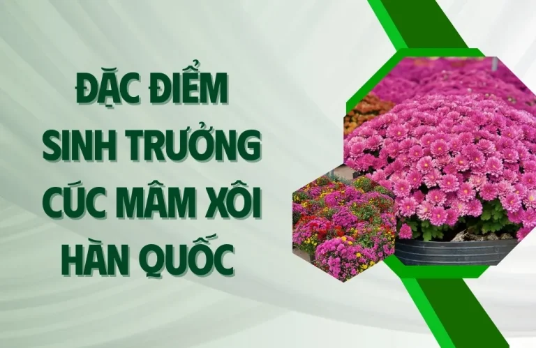 Đặc Điểm Sinh Trưởng Cúc Mâm Xôi Hàn Quốc