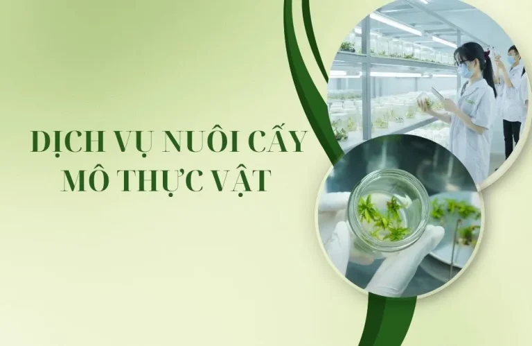 Dịch vụ nuôi cấy mô thực vật phù hợp với những ai ?