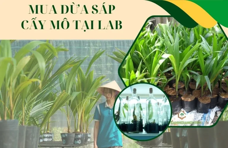 Mua dừa sáp cấy mô tại Lab có gì vượt trội