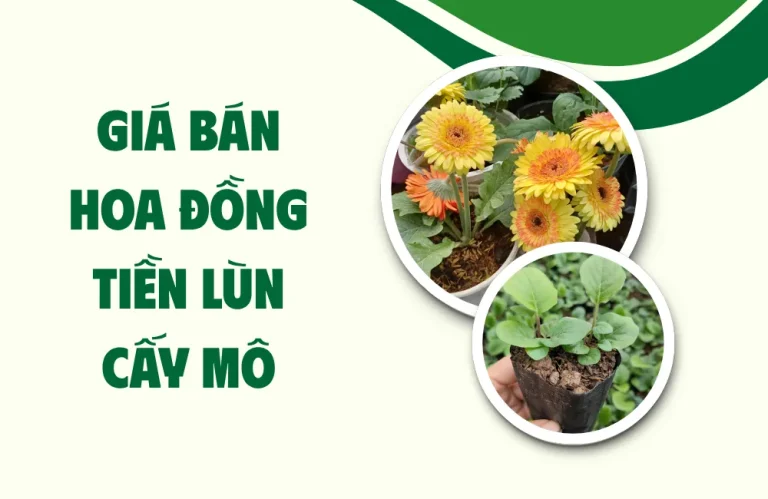 Giá bán hoa đồng tiền lùn cấy mô sỉ lẻ cập nhật 2026