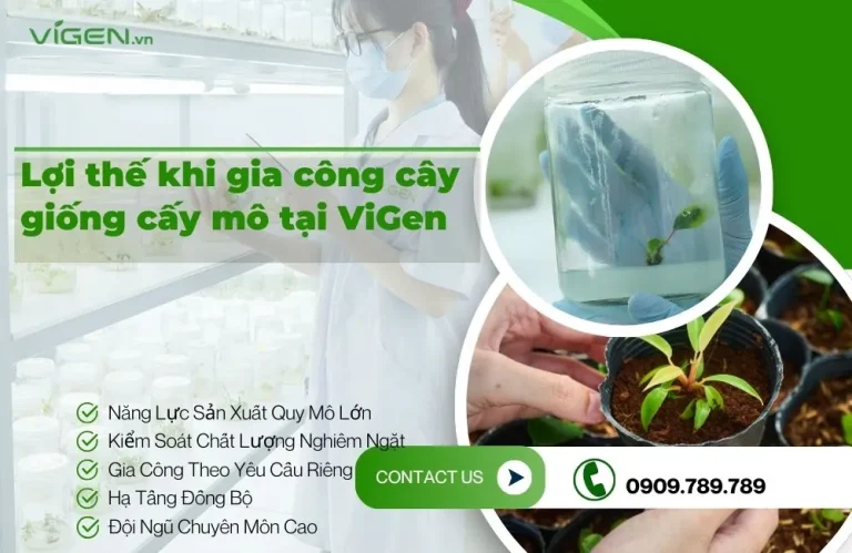 Lợi thế khi gia công cây giống cấy mô tại ViGen