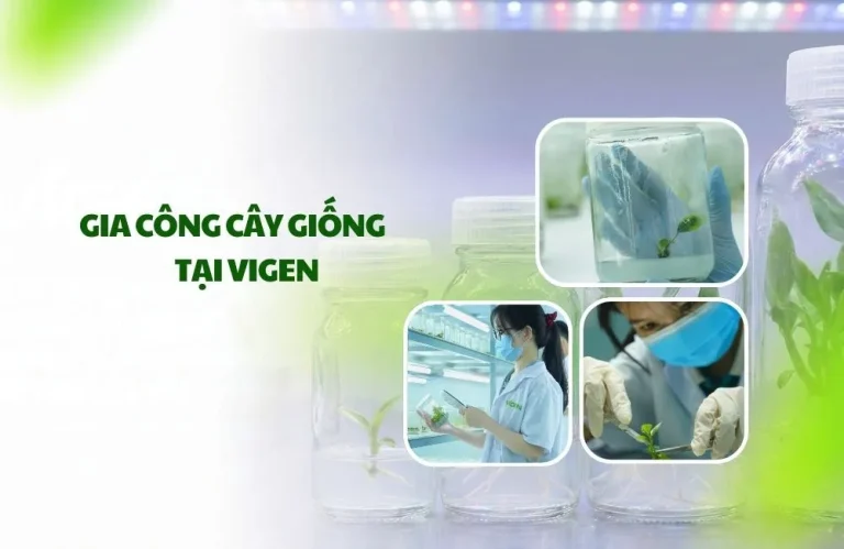 Gia công cây giống tại ViGen: Lựa chọn hàng đầu cho các doanh nghiệp quy mô lớn