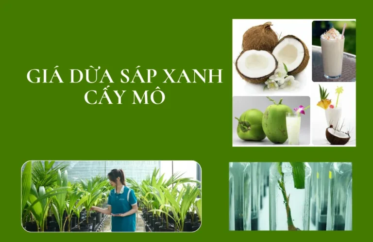 Giá dừa sáp xanh cấy mô và những yếu tố ảnh hưởng