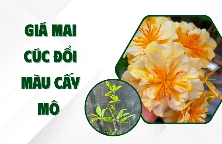 Giá mai cúc đổi màu cấy mô hiện nay và cách chọn cây chuẩn