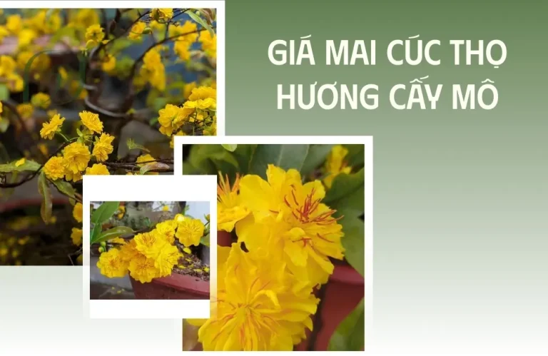 Giá Mai Cúc Thọ Hương Cấy Mô Hiện Nay Có Đắt Không?