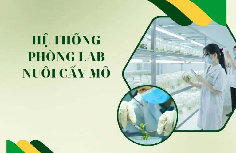 Hệ thống phòng Lab nuôi cấy mô đạt chuẩn gồm những gì ?