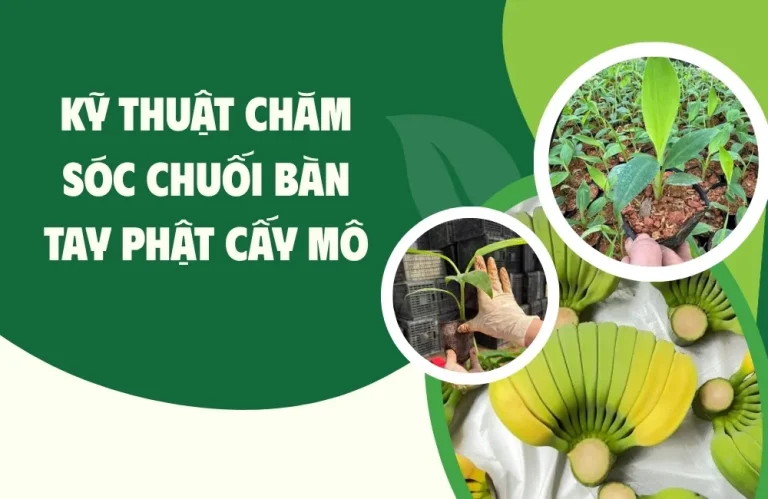 Kỹ thuật chăm sóc chuối bàn tay phật cấy mô chi tiết