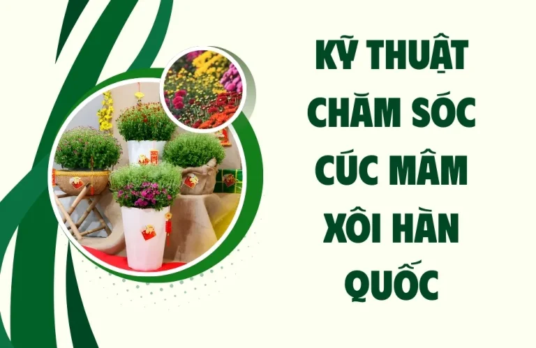 Kỹ thuật chăm sóc cúc mâm xôi Hàn Quốc chuẩn cho hoa đẹp