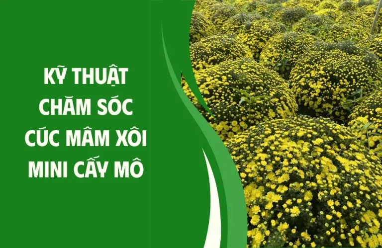 Kỹ thuật chăm sóc cúc mâm xôi mini cấy mô đạt năng suất cao