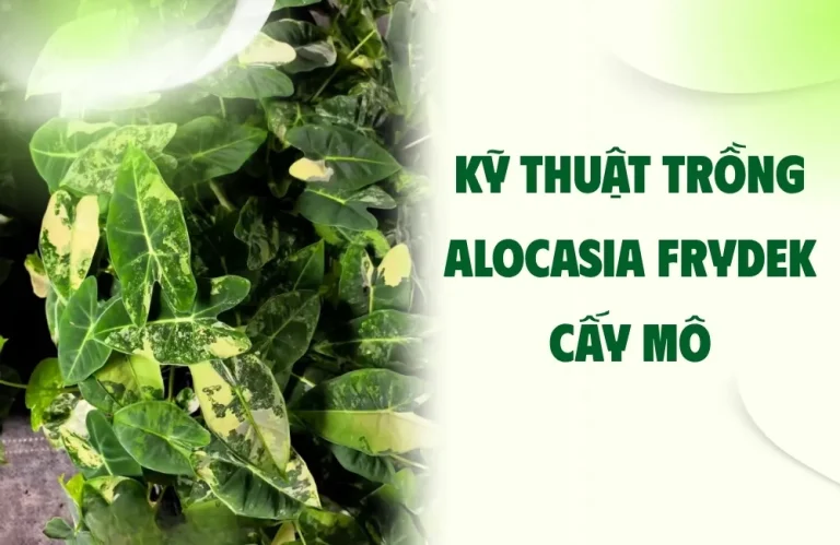 Kỹ thuật trồng Alocasia Frydek cấy mô chi tiết, dễ áp dụng