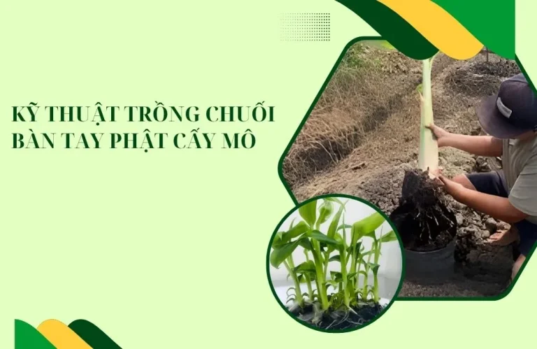 Kỹ thuật trồng chuối bàn tay phật cấy mô từ A- Z cho người mới