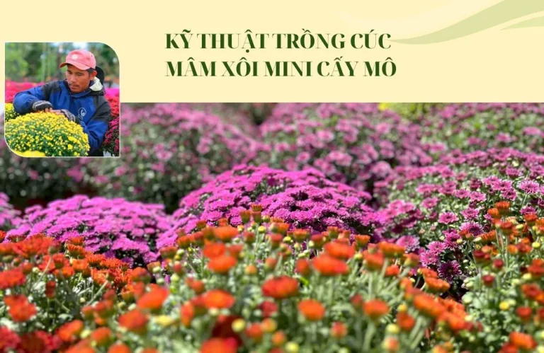 Kỹ thuật trồng cúc mâm xôi mini cấy mô cho người mới